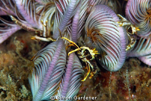 shot on a night dive by Simon Gardener 